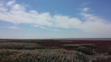 盘锦红海滩 