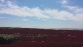 盘锦红海滩 