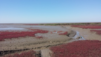 盘锦红海滩 