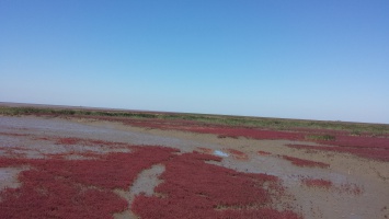 盘锦红海滩 