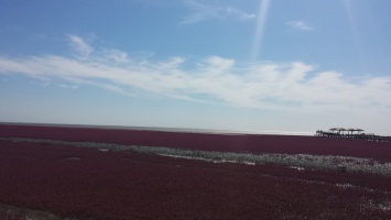 盘锦红海滩 