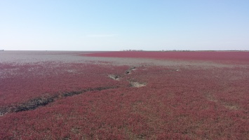 盘锦红海滩 