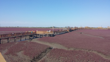 盘锦红海滩 