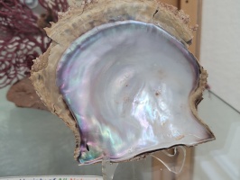 Pearl Farm